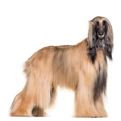 Afghan Hound