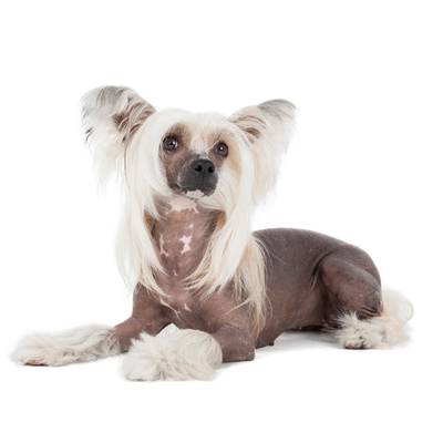 Chinese Crested
