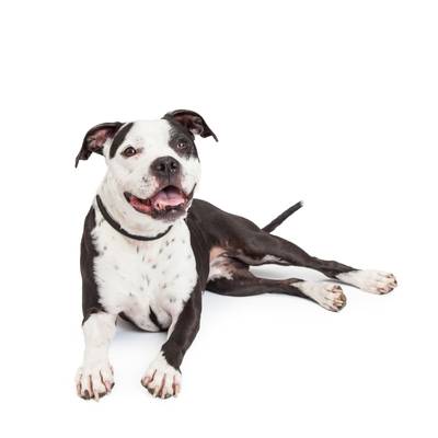 Pit Bull
