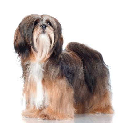 Tibetan Lhasa Apso