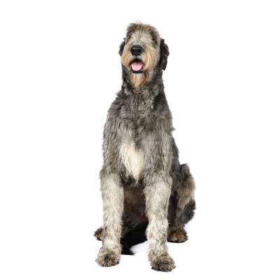 Irish Wolfhounds