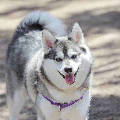 Alaskan Klee Kai