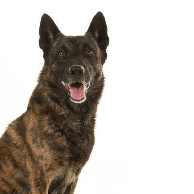 Dutch Shepherd
