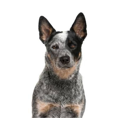Australian Cattle Dog