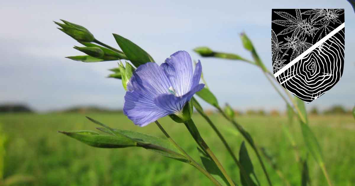 Egyptian Flax Plant