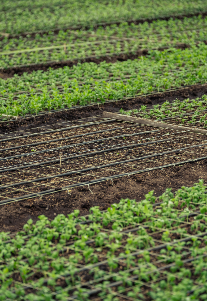 Agroindustria