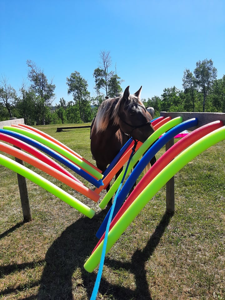 Horses Rocking T Farm