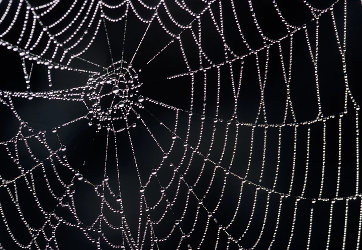 photo of spider web. photo credit to MIT