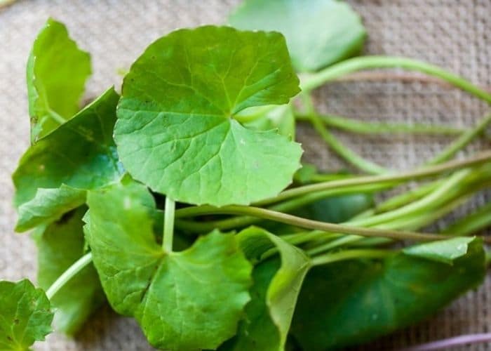 Tác dụng của rau má với bệnh viêm tiết niệu theo quan niệm Đông Y