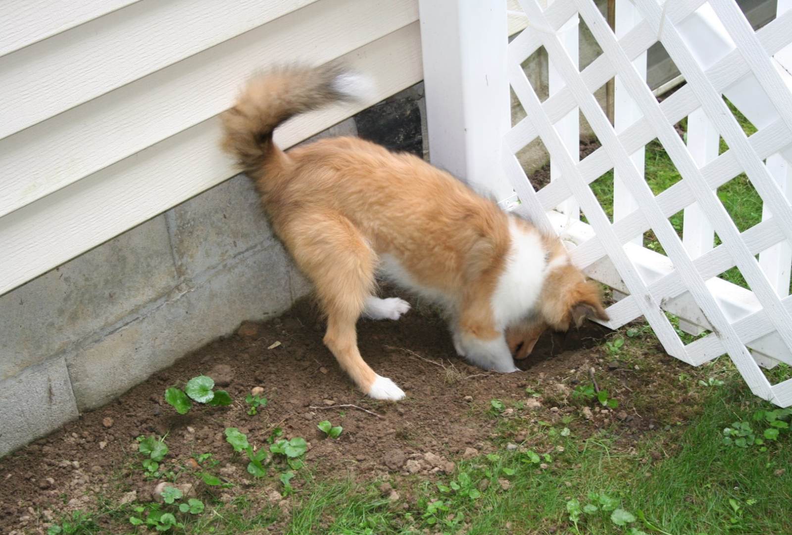 thumbnail image 2 of Keep Away From Fence Dog Will Bite Metal Sign – SBD044, 3 Sizes, USA Made Aluminum 2 of 5