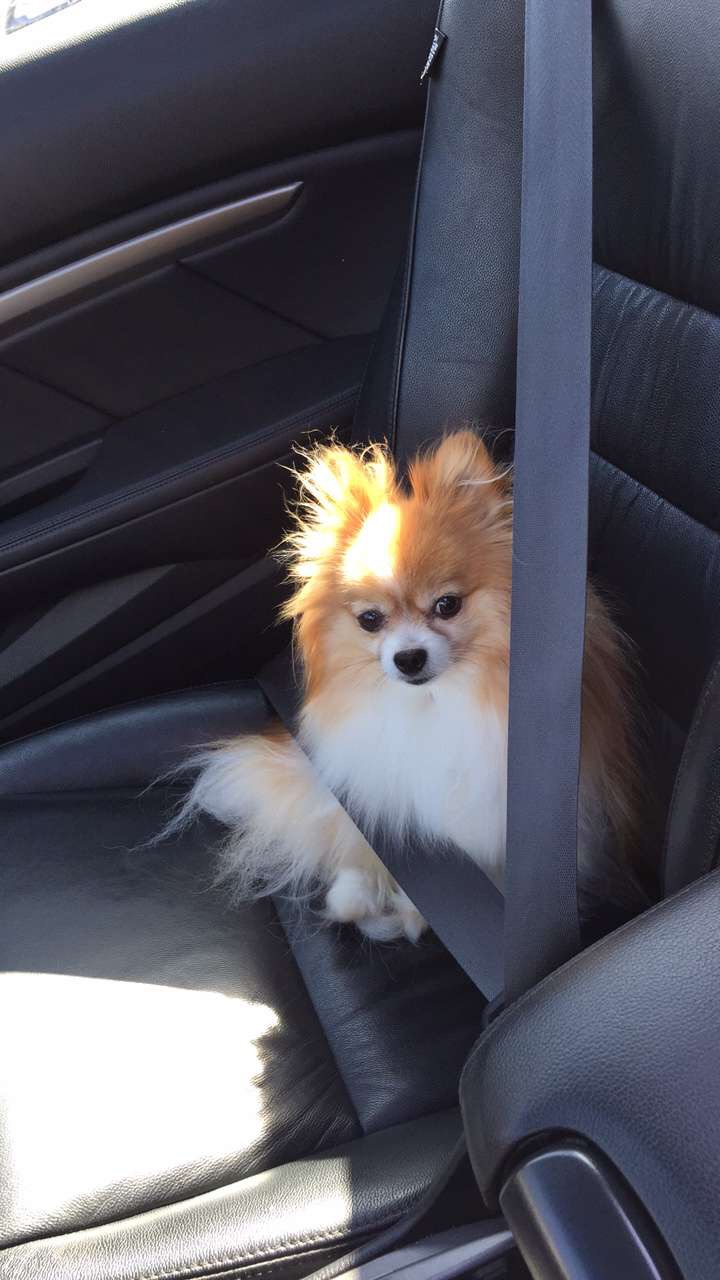 My dog riding shotgun with me