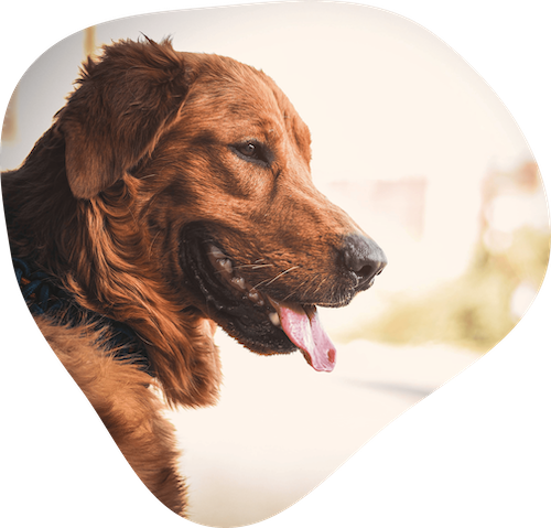 Photo d'un chien en extérieur