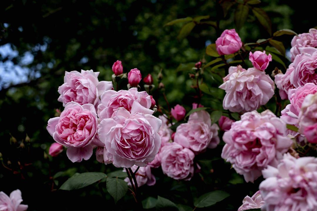 The Smell Of Roses Blog About Roses And Their Smell The Smell Of Roses Blog About Roses And Their Smell