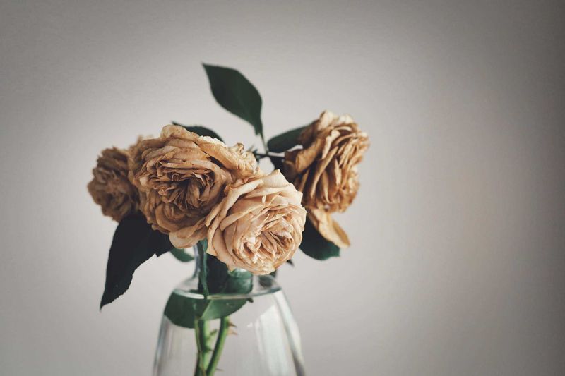 5 best ways to dry roses so they last forever