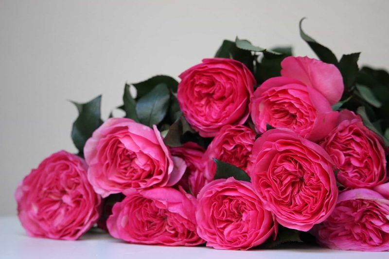 The Smell Of Roses blog about roses and their smell