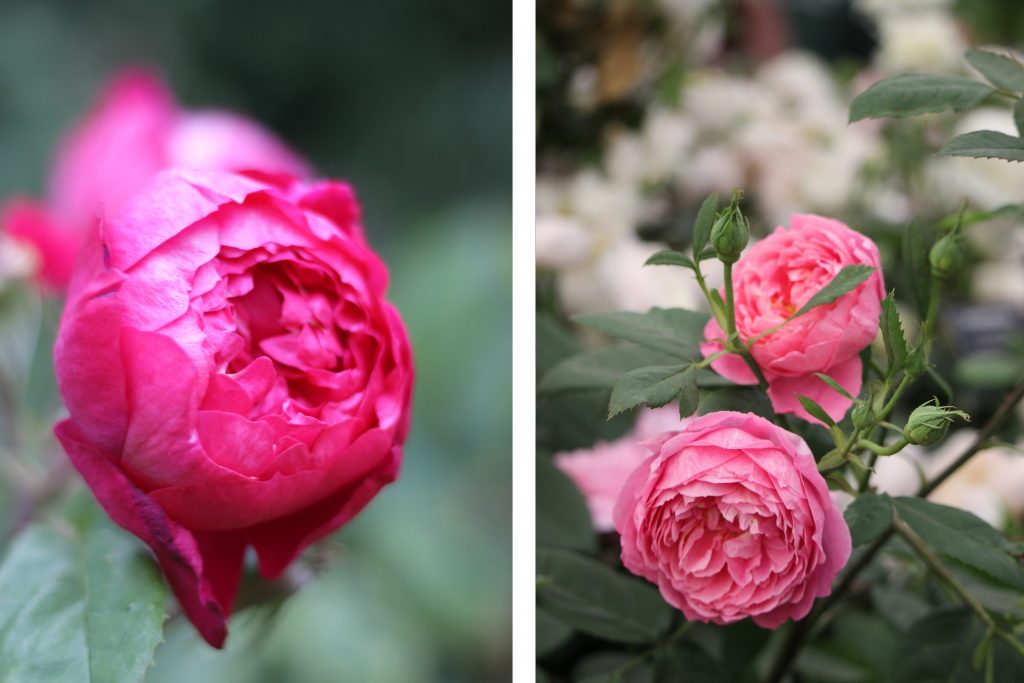 Roses named after famous people