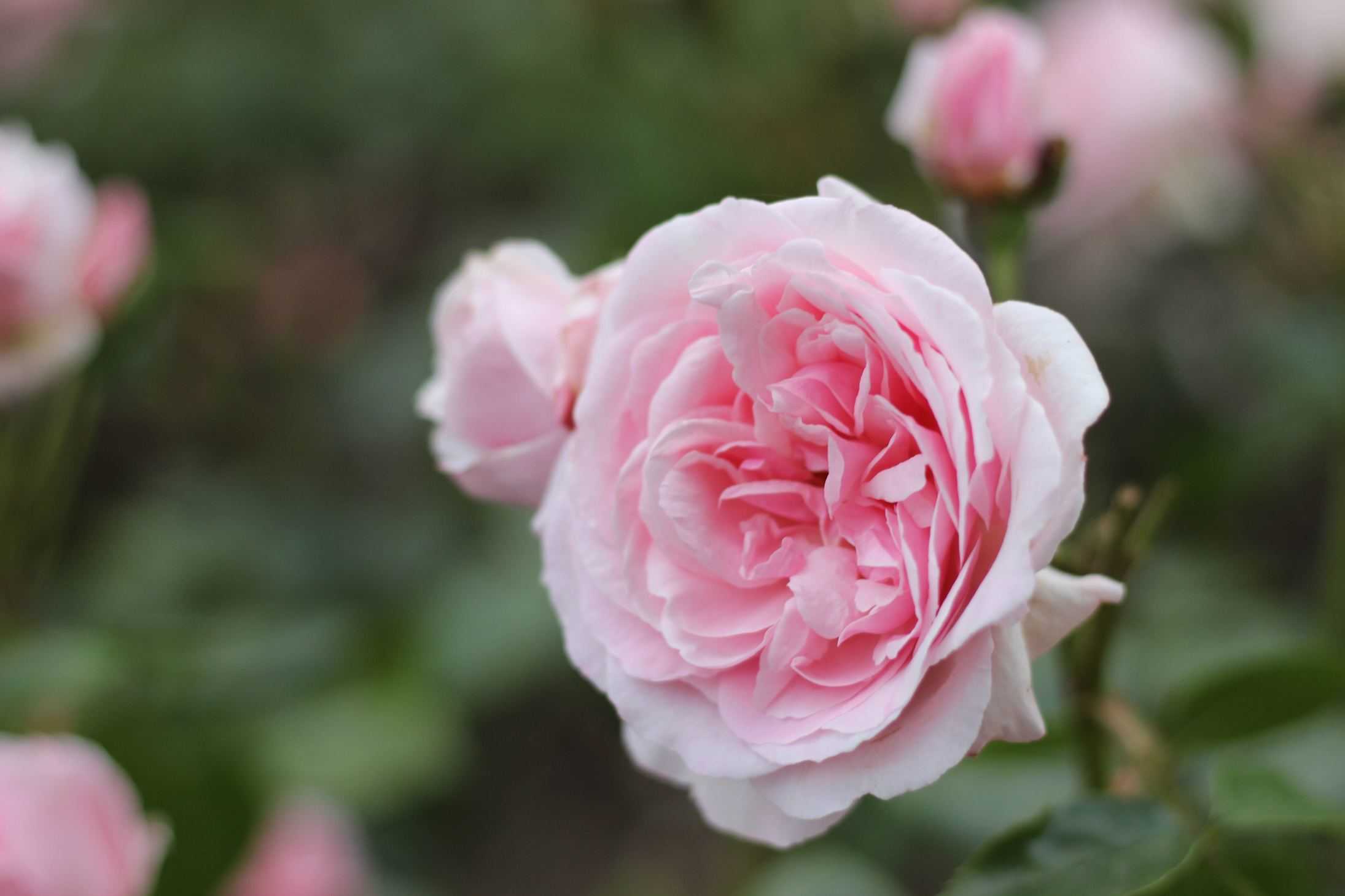 Roses Named After Famous People