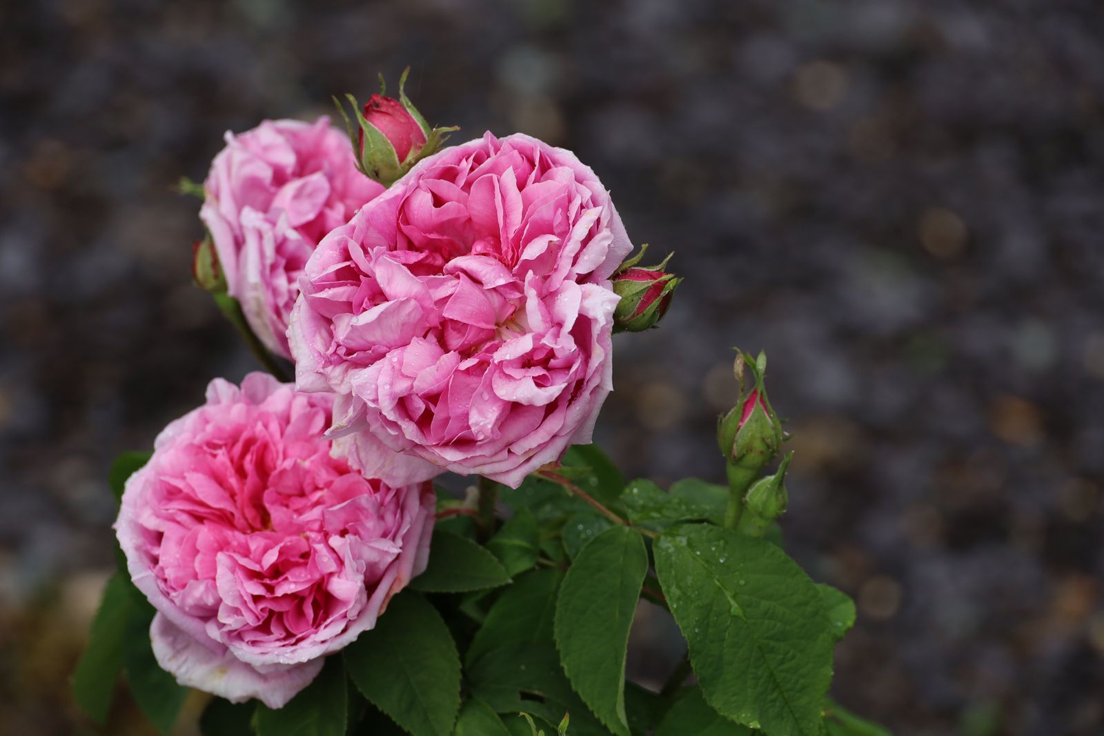 The Smell Of Roses blog about roses and their smell