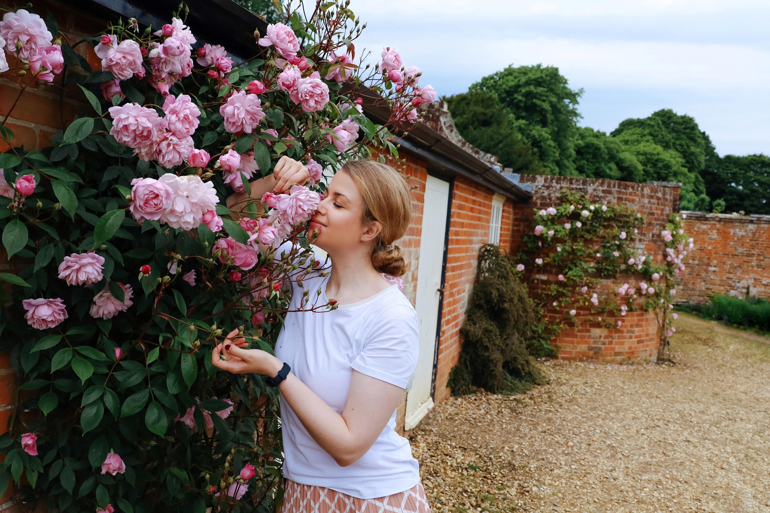 The Smell Of Roses Blog About Roses And Their Smell The Smell Of Roses Blog About Roses And Their Smell
