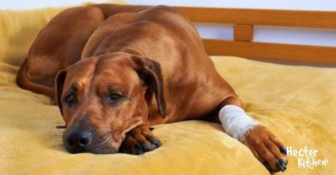 ABCÈS CHEZ LE CHIEN CAUSES, TRAITEMENT ET PRÉVENTION Hector Kitchen