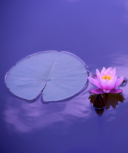 nénuphar sur un lac