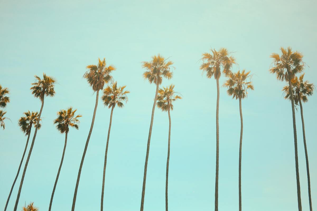 Palm trees