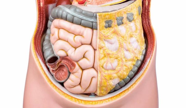 visceral fat