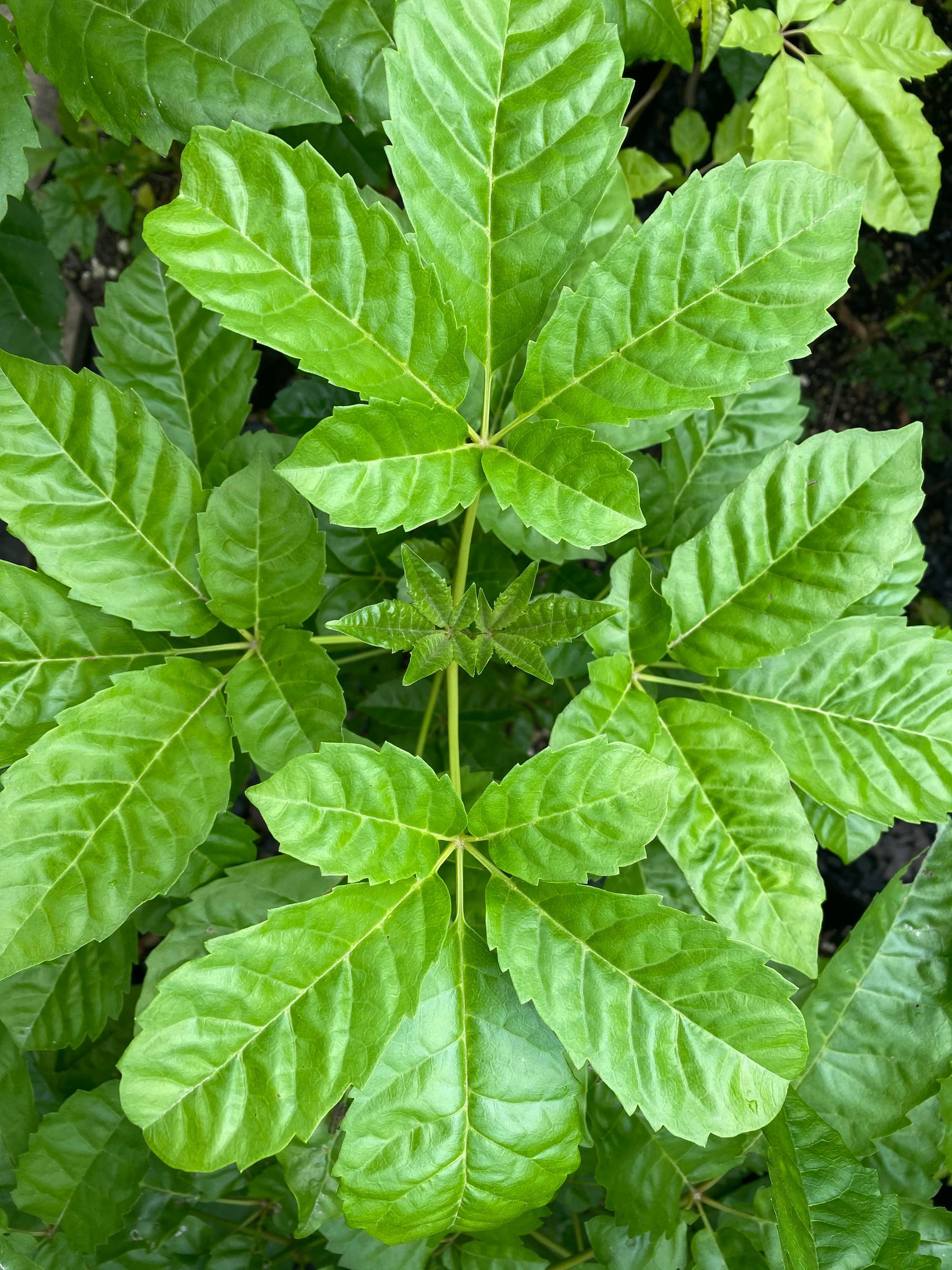 Kerikeri Plant Production