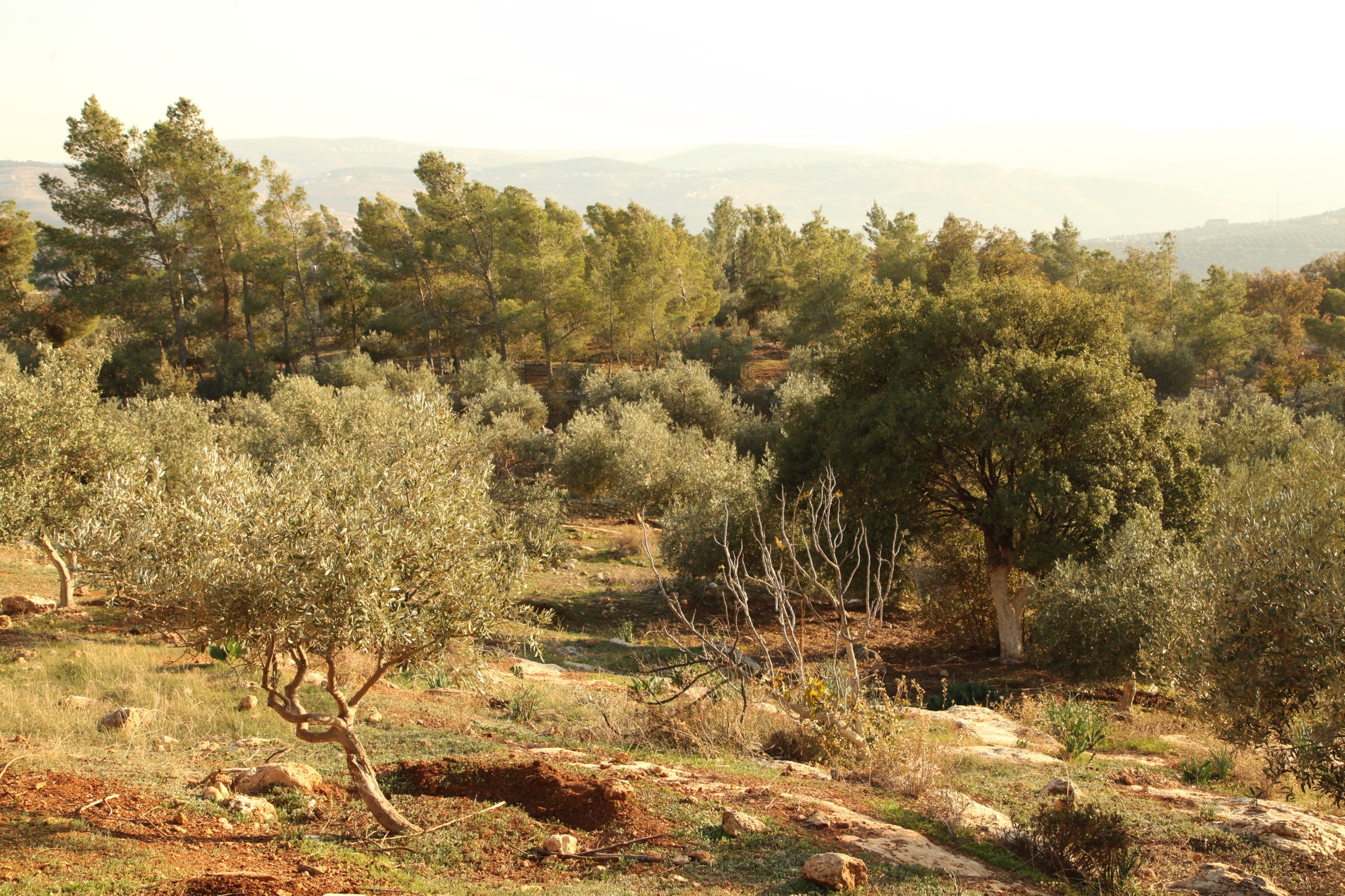 Jordan, Land of Olives