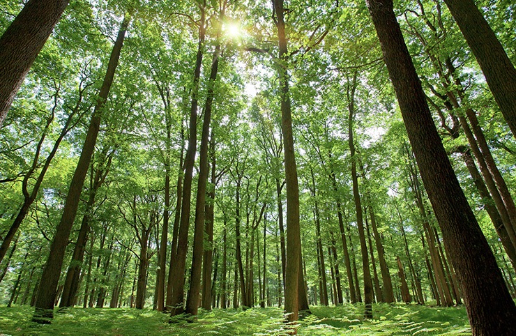 forest