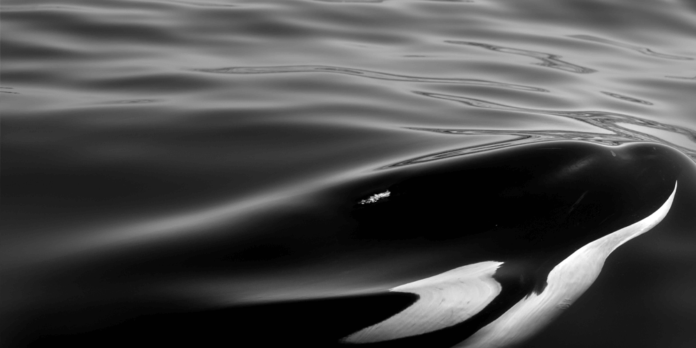 greyscale-ocra-whale-ocean