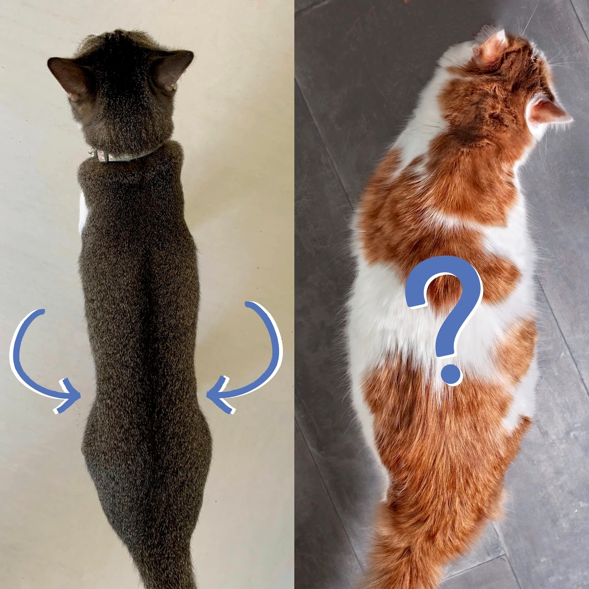 Cat Body Condition Score Chart | How to Score Your Cat 1-9