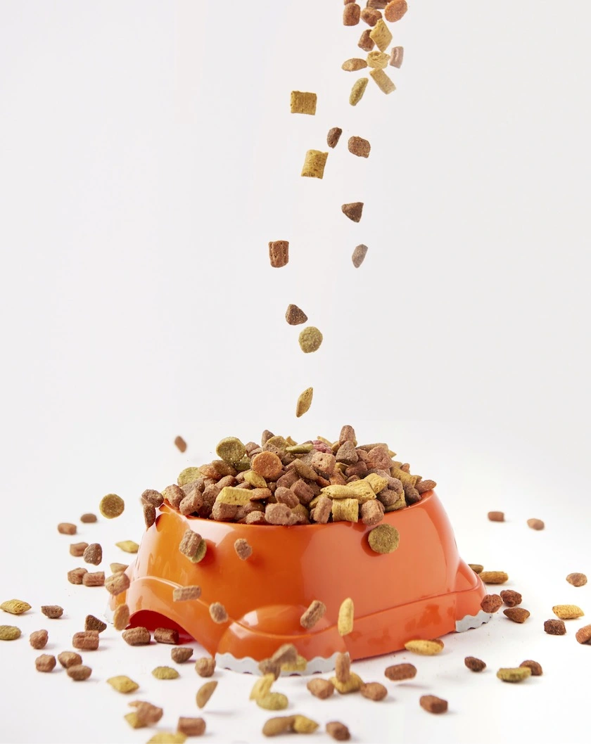 Why Is My Cat Fat? 14 Reasons Cats Overweight