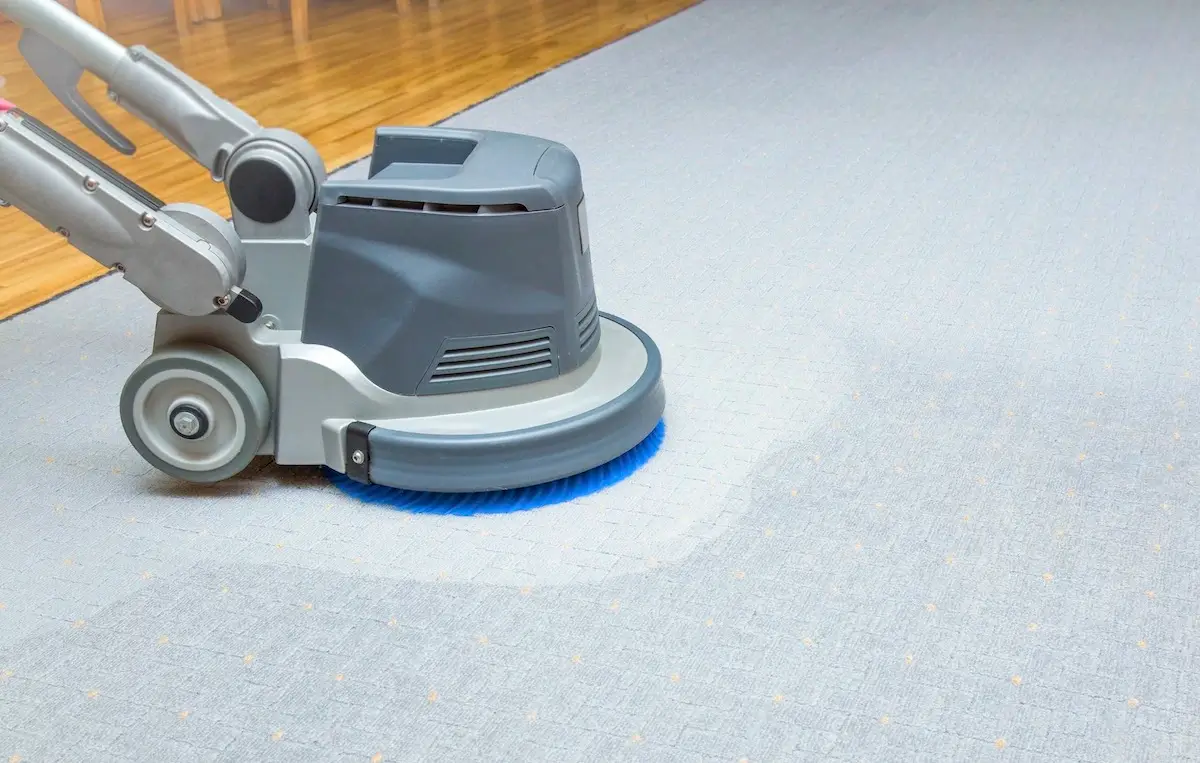 How to Clean Cat Pee From Carpet Eliminate Urine Odor