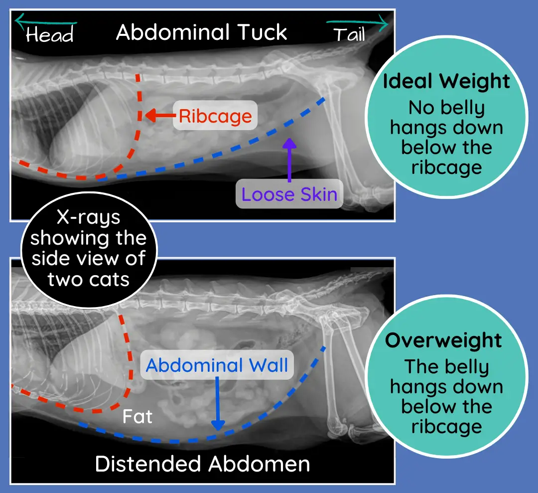 Cat Body Condition Score Chart How to Score Your Cat 19