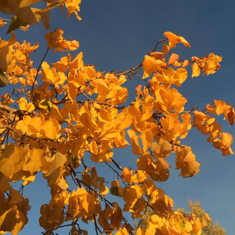 Treatments Medicine Mountain Massage Taos