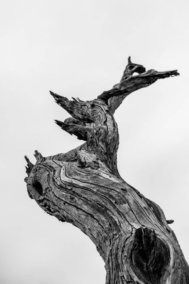 Wood