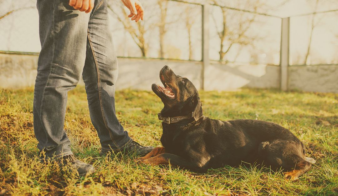 Canine Coaching With Chris Dog Training & Boarding Services