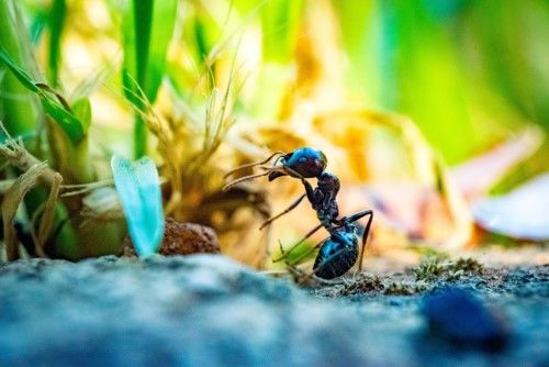 Pest Trappers - Pest Control Services
