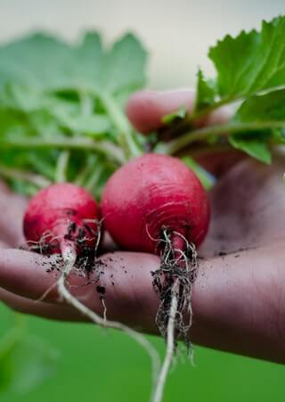 The Ultimate Guide to Natural Gardening