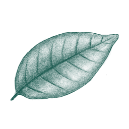 Leaf icon