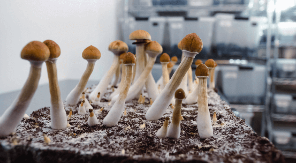 Psilocybin mushrooms growing in the Filament Lab
