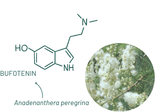 Image of Anadenanthera Peregrina and its chemical structure Bufotenin
