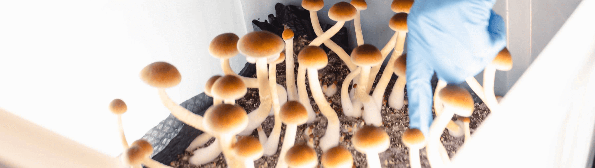 Psilocybin mushrooms growing in the Filament Lab