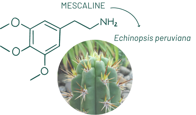 image of echinopsis peruviana and its chemical structure mescaline
