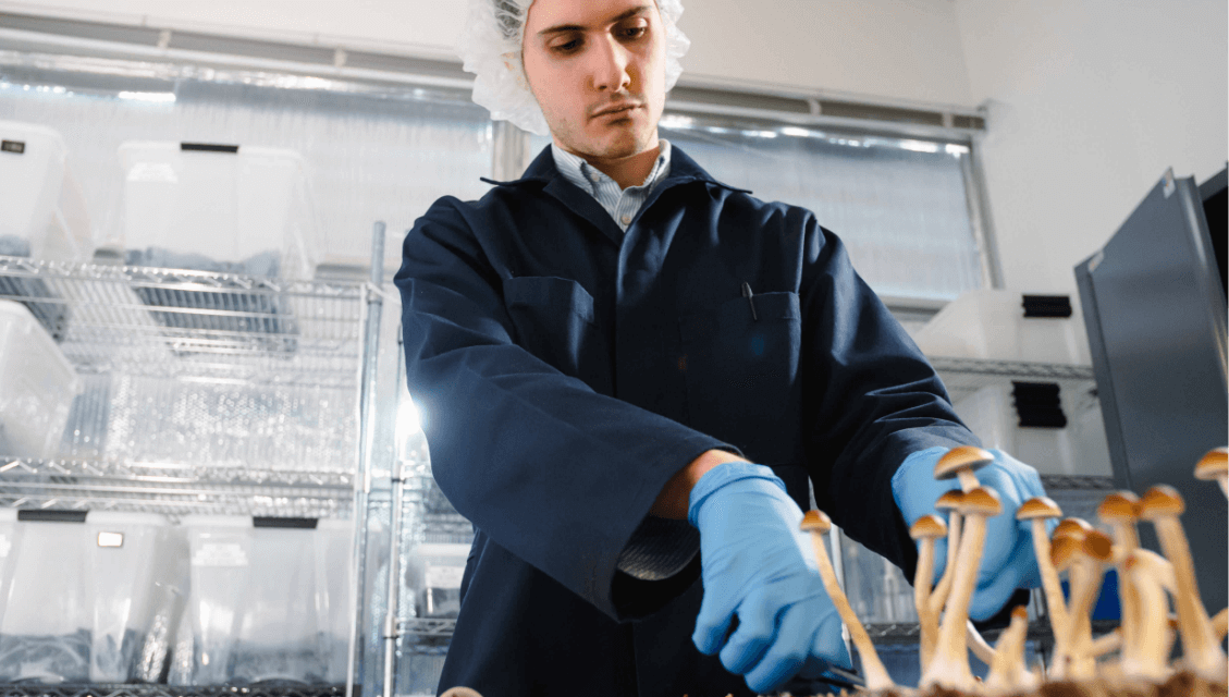 A person cultivating psilocybin mushrooms in a lab