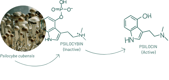 Image of psilocybin mushroom with an arrow pointing to the chemical structures psilocybin and psilocin