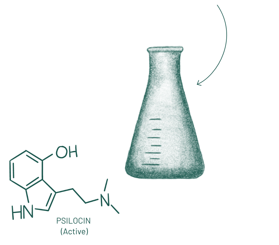 Illustration of a scientific beaker