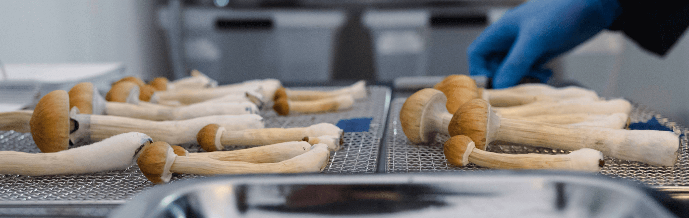 Psilocybin Mushrooms on a drying rack in the Filament Health labratoy