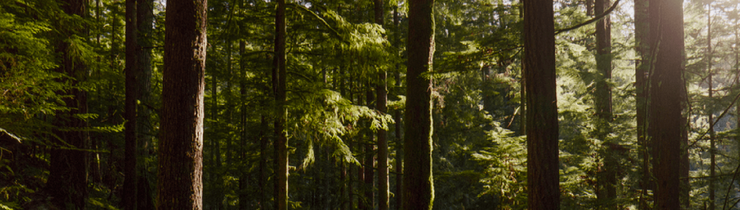 trees in a sunlit wooded forest
